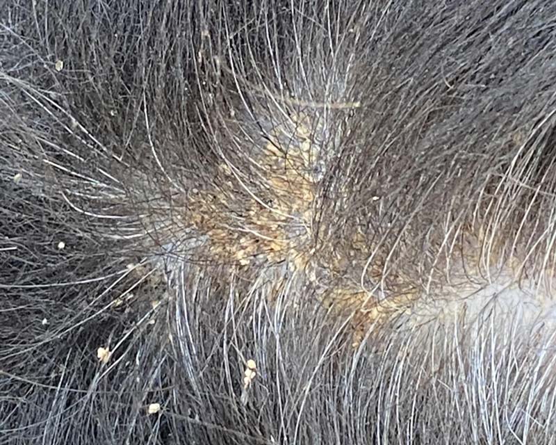 Close-up of a dog's dark gray and black hair with seborrhea, seen as a patch of skin with yellowish skin crusts and debris visible in the fur.
