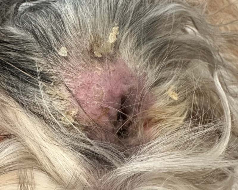 Close-up of a Shih tzu's ear and surrounding fur showing a pink, irritated ear canal area with seborrheic dermatitis, large dried skin crusts, and debris.