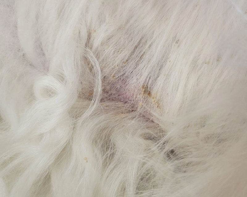 Seborrheic dermatitis with yellow crust on English Cream Retriever dog