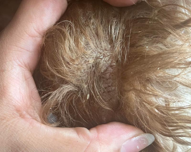 A close-up of a dog's golden-brown fur being held open by a human hand, showing a patch of scaly skin due to canine seborrhea.