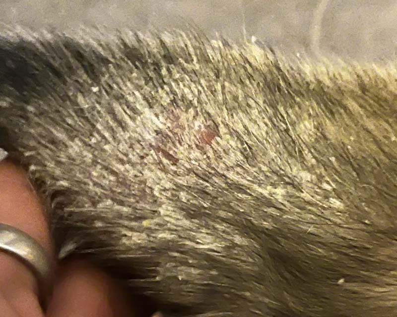 A close-up of a dog's outer ear being held by a hand, showing excessive dry skin flakes due to seborrheic dermatitis and a pinkish lesion in the middle.