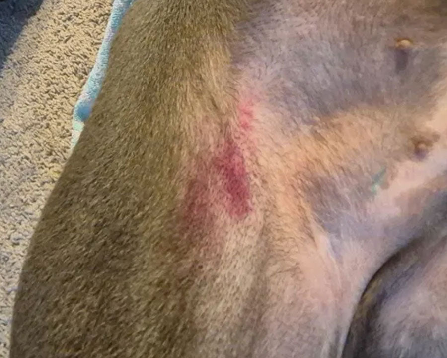 A close-up view of a dog's back and side, showing a red irritated patch on its from an allergic reaction to something.