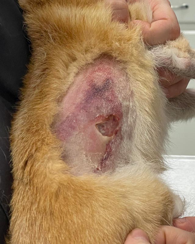 Second-degree burn from a heating pad on the side of a Chihuahua-Pomeranian mix with discolored skin and deep hole in the dog's tissue