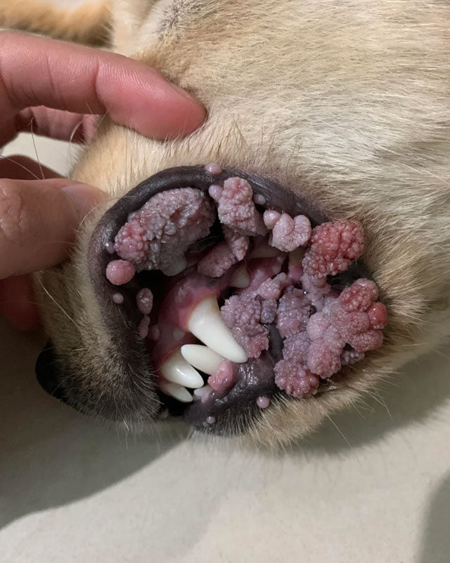 A close-up of a dog's mouth with a  hand pulling the cheek open to show severe overgrowth of cauliflower-like warts on the inner lips and gums.