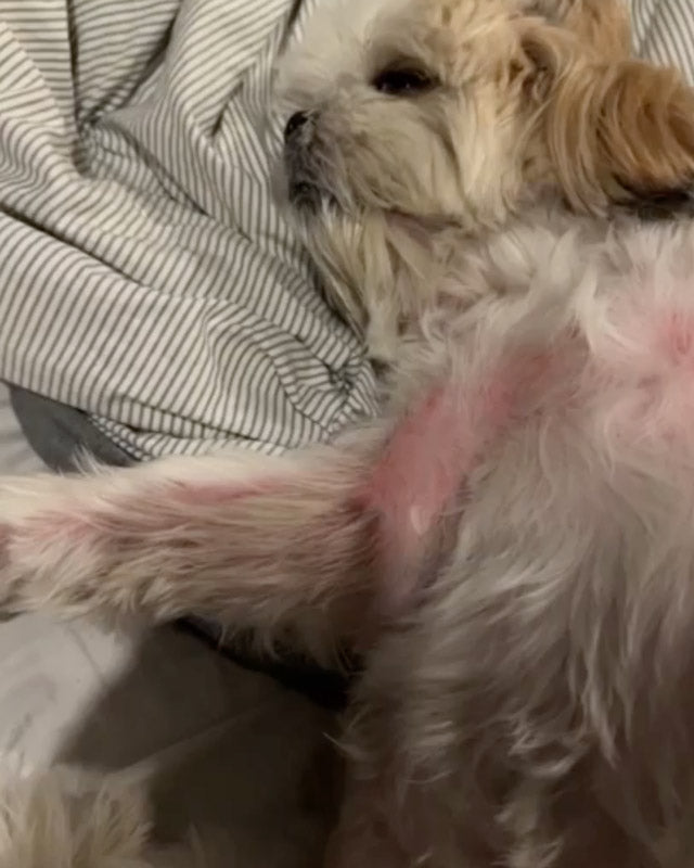 A Shih tzu with Malassezia yeast dermatitis on its chest and front leg lies on its side on a blanket.