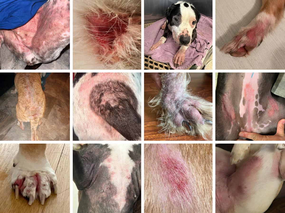 A 3x4 collage of close-up veterinary photos showing dogs with severe skin conditions due to allergies and irritation, including red, inflamed patches, hair loss, and dry, scaly fur.