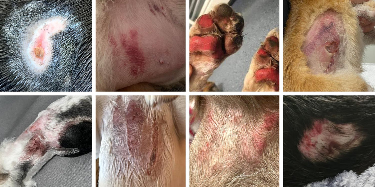 A collage showing multiple close-up veterinary photos of various burn wounds on dogs from heating pad burns, razor burns, and thermal burns on paw pads. 