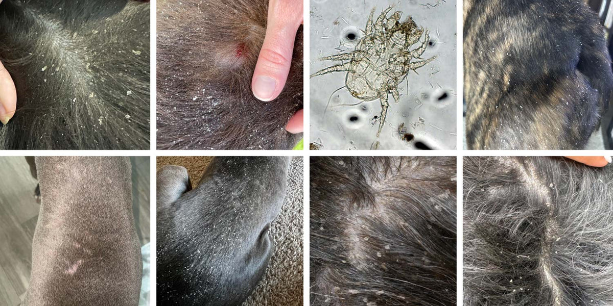Eight close-up panels showing dogs' skin and hair, including visible dandruff flakes, red skin patches, a Cheyletiella yasguri mite under a microscope, and dry, irritated coat areas.