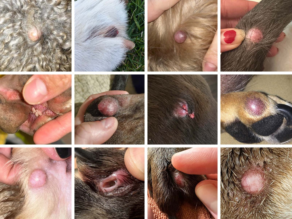 A 3x4 grid collage of close-up veterinary photos showing multiple cases of canine cysts in various locations
