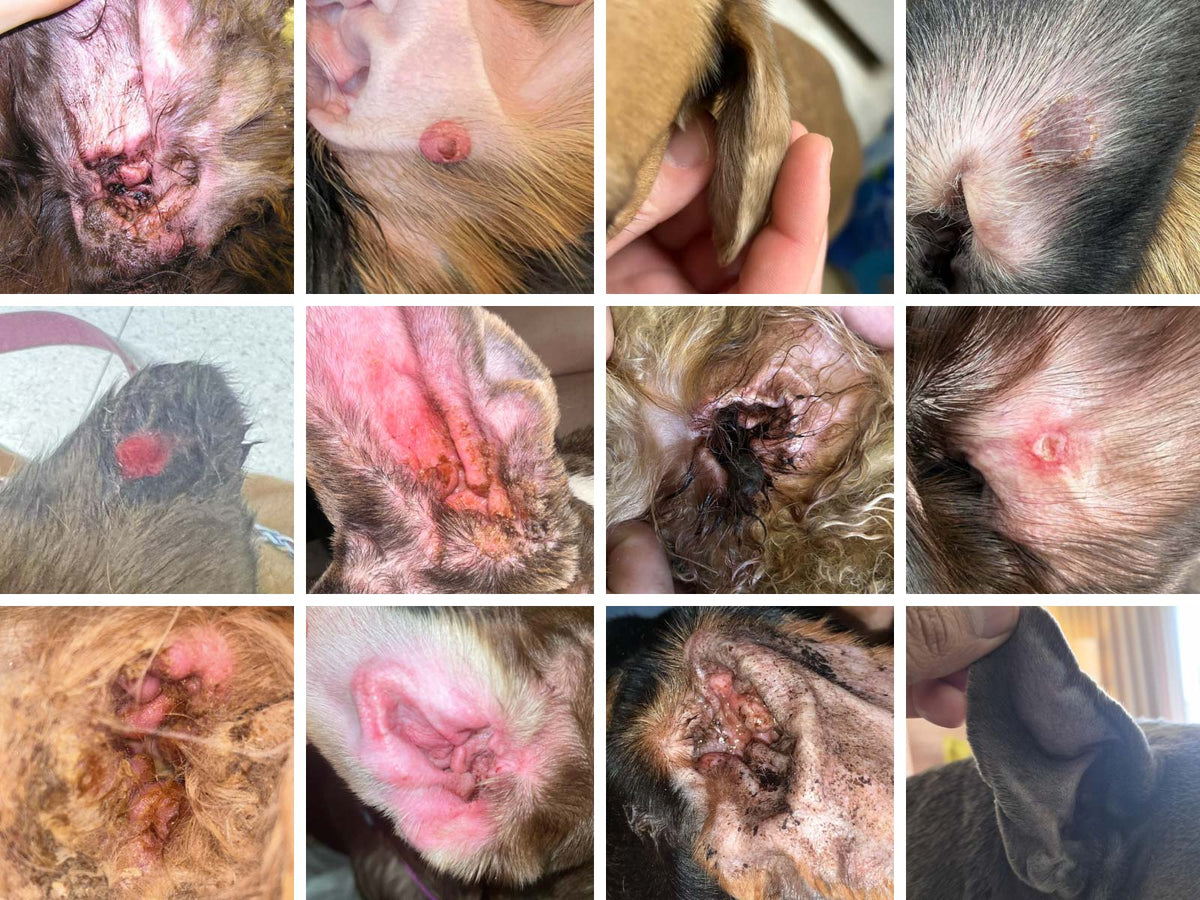 A 3x4 grid collage of 12 close-up veterinary photos showing multiple dogs with severe ear infections, dark discharge, inflamed ears canals, aural hematomas, sores, and ear debris.
