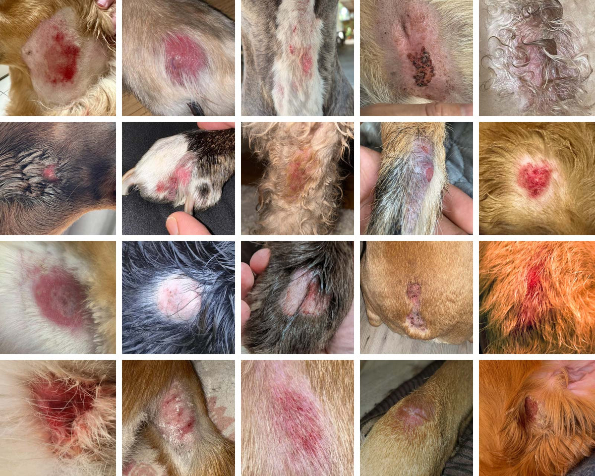 A 4x5 grid collage showing multiple close-up veterinary photos of different dogs with hot spots on various parts of the body, including the head, neck, paws, belly, tail, and legs.