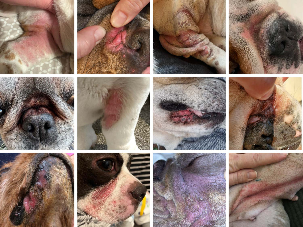 A 3x4 collage of close-up dog photos showing multiple instances of skin fold dermatitis, or intertrigo, along with yeast infection in different dogs. The redness and rash are seen primarily in facial folds, lip folds, armpits, and body folds.