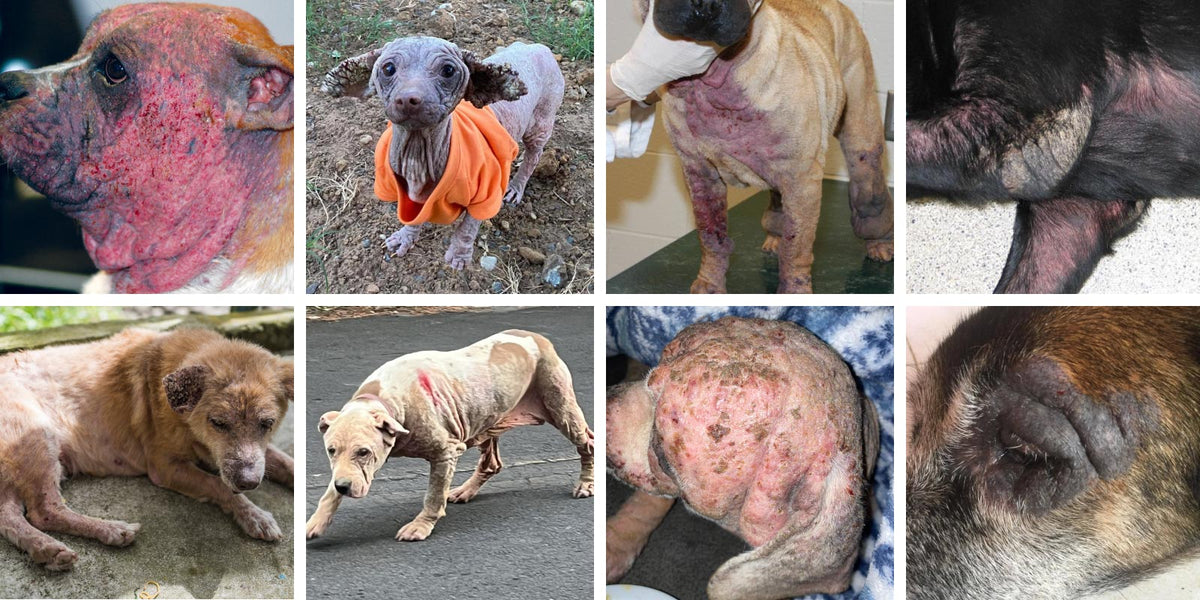 A 4x2 collage showing photos of eight different dogs with demodectic or sarcoptic mange, fur loss, leathery skin, blackened skin, scabs, and wounds.