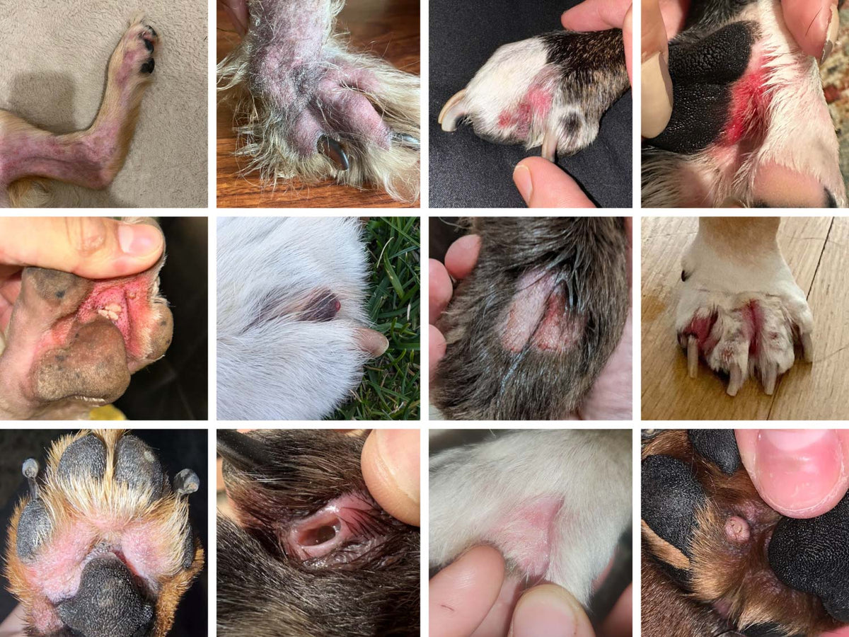 A 12-panel collage showing close-up views of dog paws with various forms of pododermatitis, hot spots, skin allergies, pyoderma, cysts, yeast infections, and missing fur.