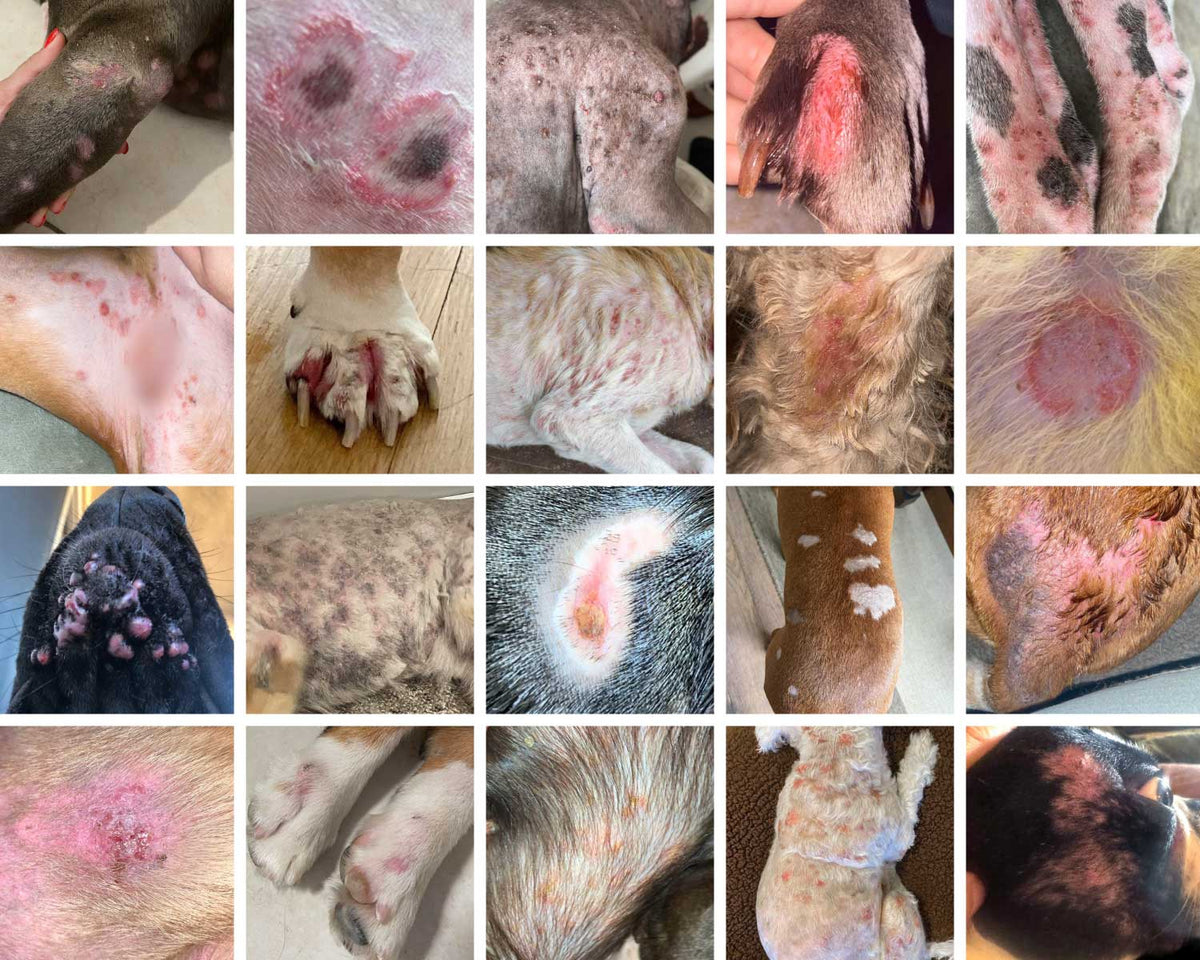 A 4x5 grid collage of close-up veterinary photos showing multiple dogs with bacterial skin infections, redness, inflammation, red lesions, scabs, pus, pimples, and patchy fur loss.