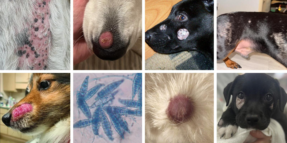A 2x4 collage of eight veterinary photos showing dogs with ringworm and one image of ringworm under a microscope. The dogs exhibit pink skin lesions and patches of missing fur.