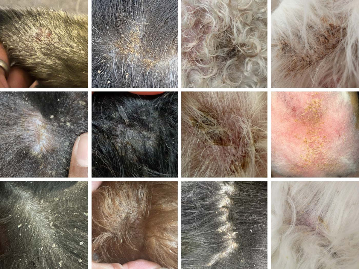 A 3x4 grid collage showing 12 different close-up photos of different dogs with seborrhea and seborrheic dermatitis, with yellow-brown scaly skin, dry and oily chunks of dead skin, heavy dandruff, and lackluster coat.