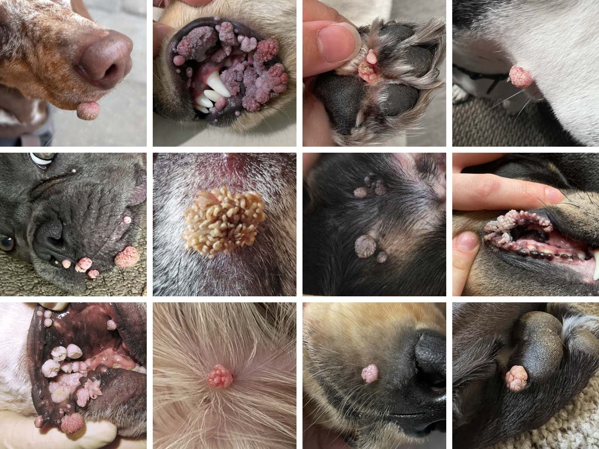 A 3x4 collage of close-up veterinary photos showing multiple dogs with warts in various places, including on the muzzle, inside the mouth, and on the paws. Several panels include human hands holding the dogs.