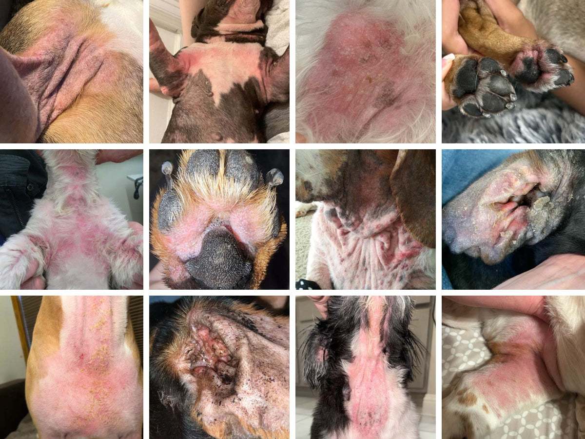 A 12-photo grid collage of close-up veterinary photos showing dogs with Malassezia yeast dermatitis on the skin and paws, as well as Malassezia otitis in the ears.