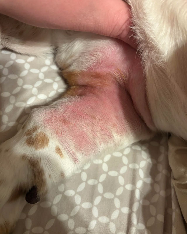 A close-up photo of a basset hound's front leg and armpit with skin fold dermatitis, showing pink, irritated skin and possible yeast infection of the skin. A human hand holds the dog's body to expose the affected area.