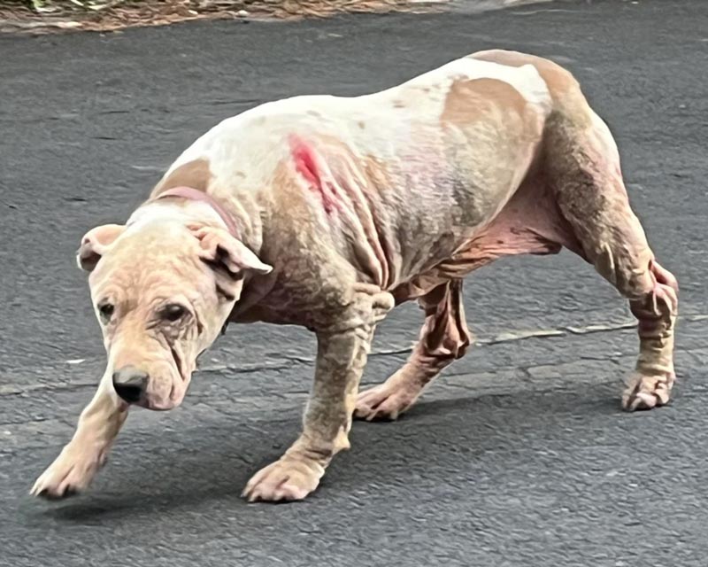 An abandoned pitbull-type dog with fur loss and leathery skin due to mange stands on asphalt outdoors. The dog has a pink collar and a noticeable red wound on its back.