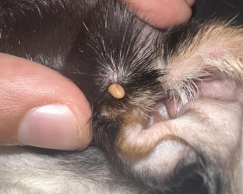 A close-up view of a dog's ear with a small, oval, tan-colored female tick attached to the skin, held open by human fingers.
