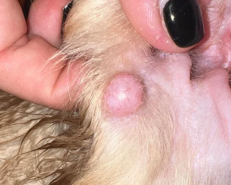 A close-up of a trichoblastoma on a Golden Retriever's ear, with a hand with black nail polish holding the dog's ear.