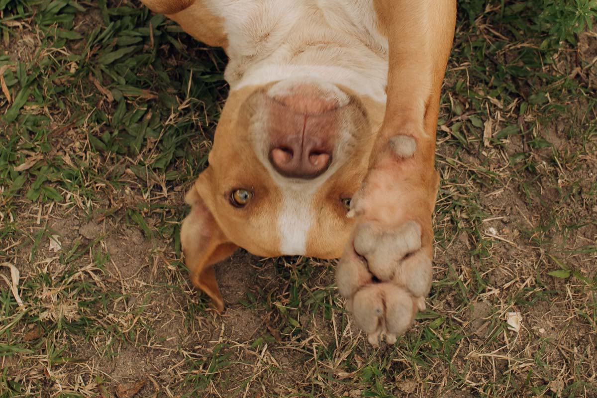 A close-up, high-angle view of a tan and white Pitbull mix dog lying on its back on grass and dirt, with its front paw raised toward the camera.