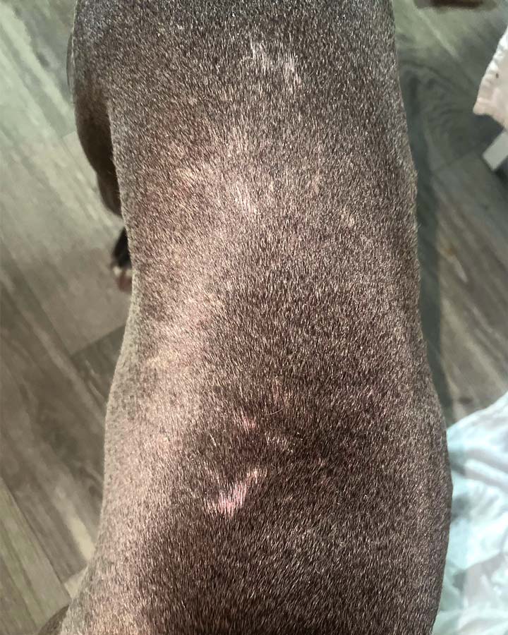 Shorthaired dog with walking dandruff, excessive dry flaking skin, and small patches of missing fur on back