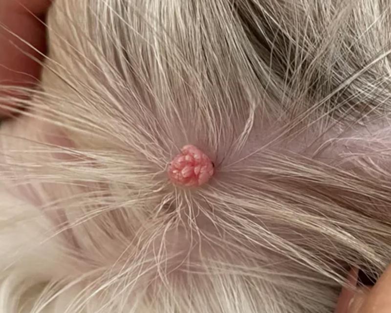 A close-up of a small pink wart on a white and grey dog's ear.