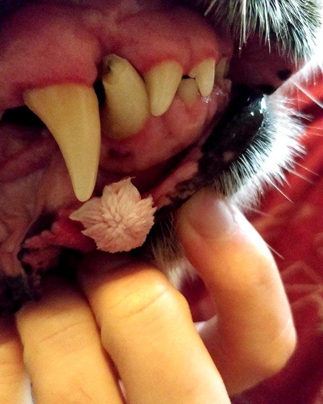 A close-up of a dog's mouth with its teeth and gums visible, held open by a human hand. A pink, sea-anemone-like wart is seen on the lower lip.