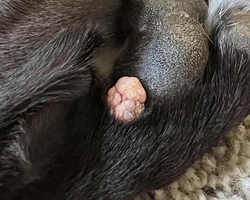 A close-up of a black dog paw with a pink, cauliflower-like papilloma or tumor growing next to the large central paw pad.