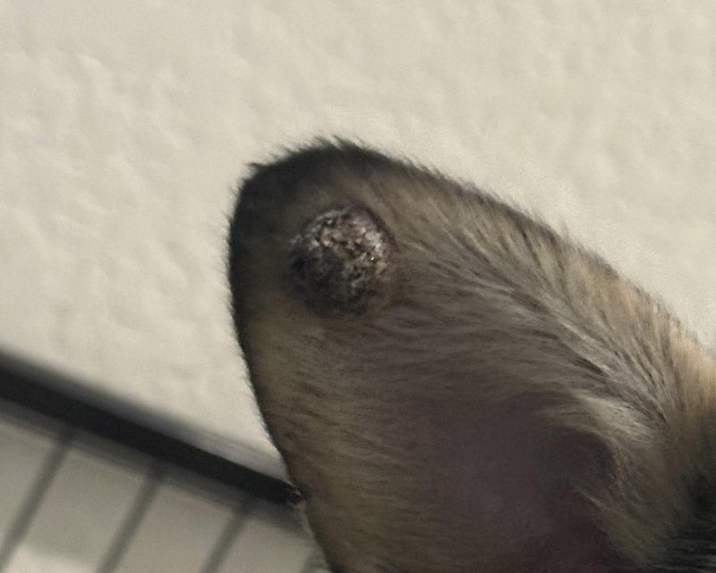 A close-up of a dog's ear, showing a  raised, dark, and textured wart near the outer edge of the inner ear.