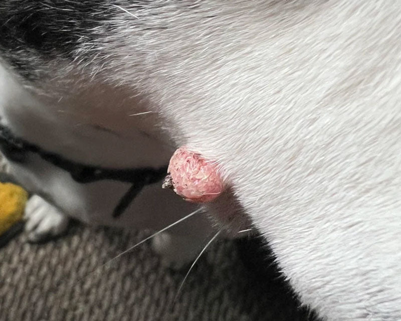 A close-up of a pink, cauliflower-like wart on the side of a black and white dog's face