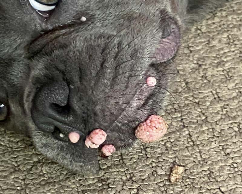 Close-up of a dark gray French bulldog lying on a textured gray carpet, showing multiple pink warts on its muzzle and nose area.