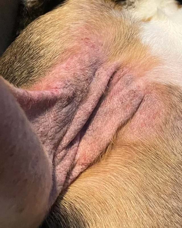 A close-up view of a dog's front armpit, showing a pink, irritated and leathery skin with fur loss due to yeast dermatitis exacerbated by allergies.