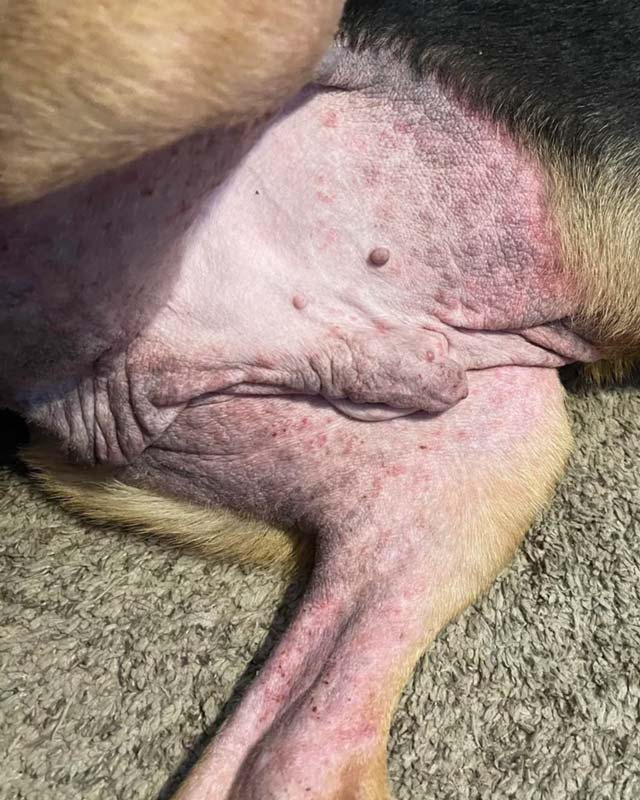 A close-up of a male dog's belly and hind leg showing atopic and yeast dermatitis, with pink skin, small red sores, and fur loss on the belly and down the inner side of its left hind leg.