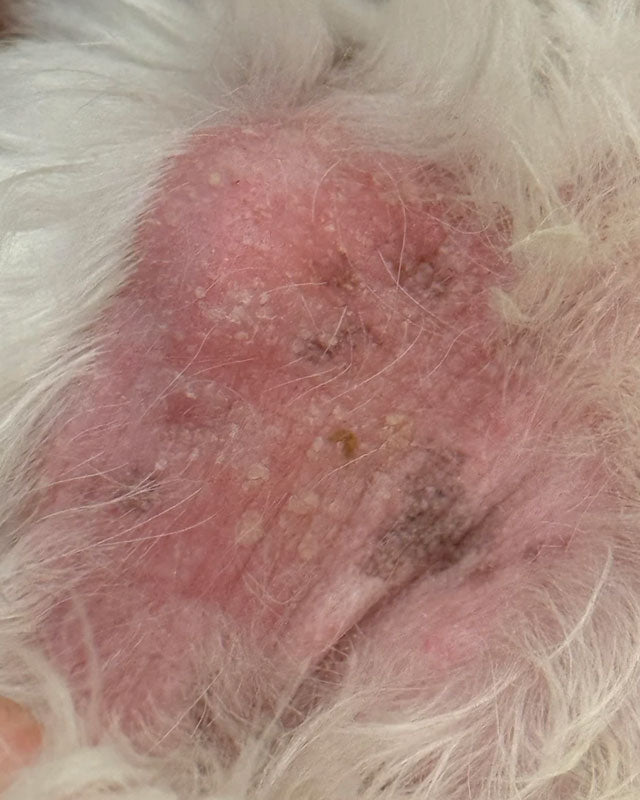 A close-up of a patch of yeast dermatitis on a Maltese dog, with pink, irritated skin, fur loss, dark spots, and hardened skin.