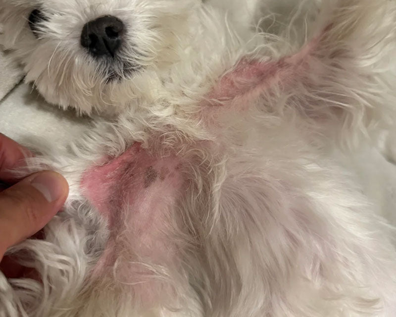 A close-up of a white Maltese dog lying on its back, showing a large patch of pink skin on its side caused by Malassezia yeast dermatitis. A human hand is holding the dog's fur near the shoulder area to show the extent of the skin infection.