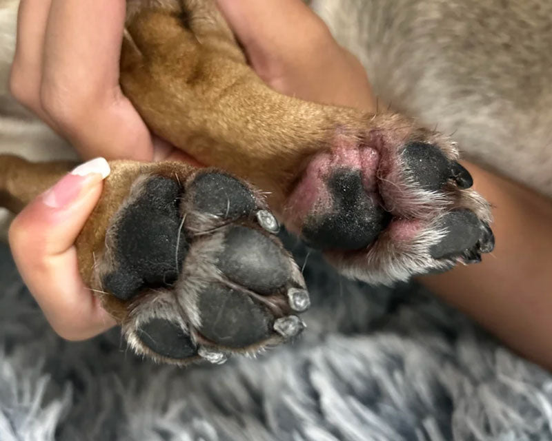 Close-up of the bottoms of two paws of a French bulldog being held by a person, showing one paw that is healthy and another that is pink and inflamed from a yeast infection.