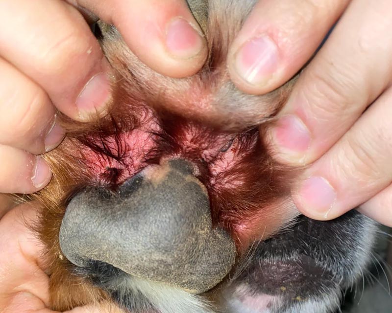 Close-up of a Bernese Mountain Dog's paw, with its pads being held open by human fingers to show pink, inflamed skin due to yeast overgrowth and dermatitis.